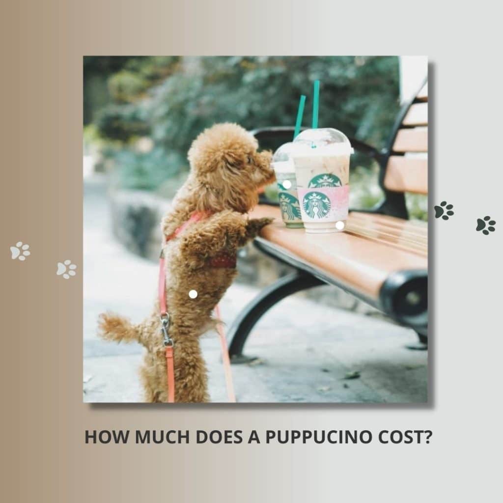 How Much Does A Puppuccino Cost?
