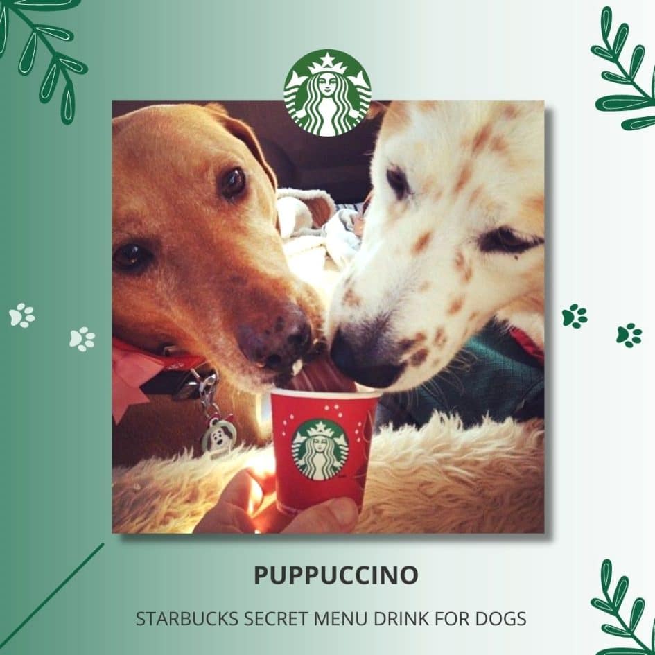 Puppuccino | Starbucks Secret Menu Drink for Dogs