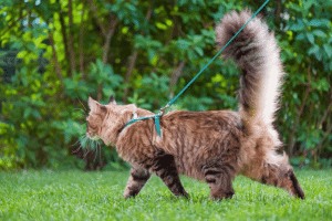 How to Leash Train Your Cat for Cat Walking