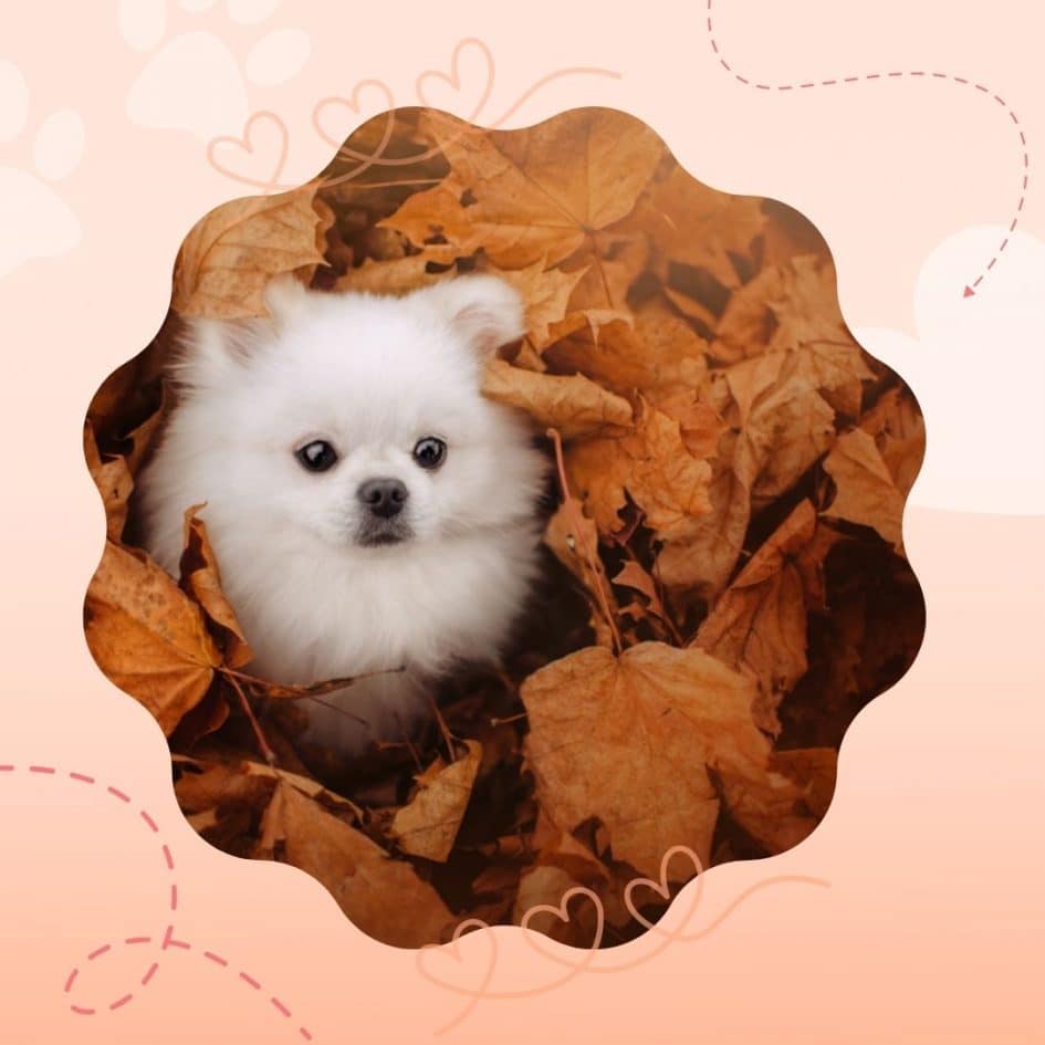 Are Pomeranians Good For First-Time Dog Owners?