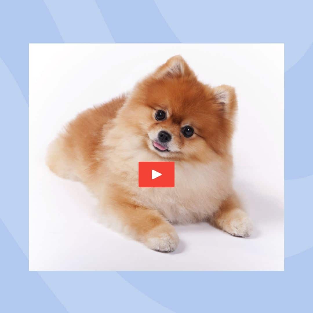 Are Pomeranians Good For First Time Dog Owners Video Thumnail