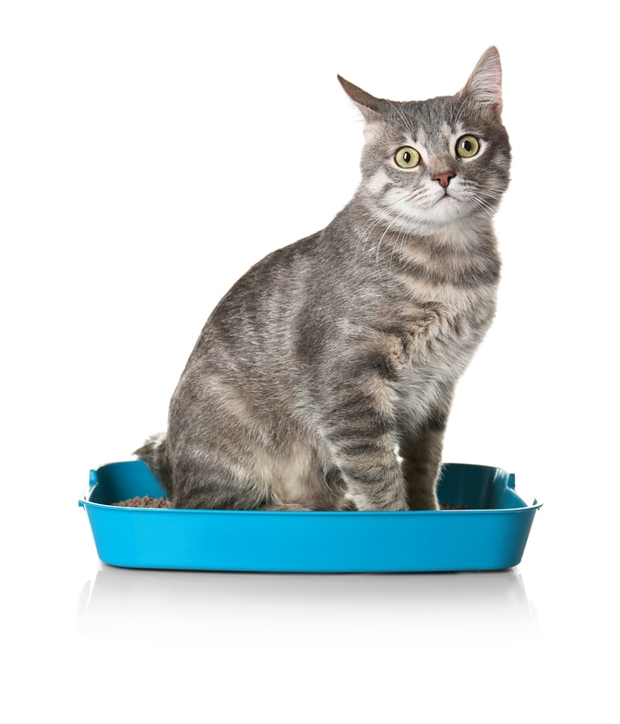Cat in blue open plastic litter box