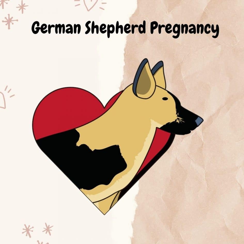 German Shepherd Pregnancy: All You Need to Know
