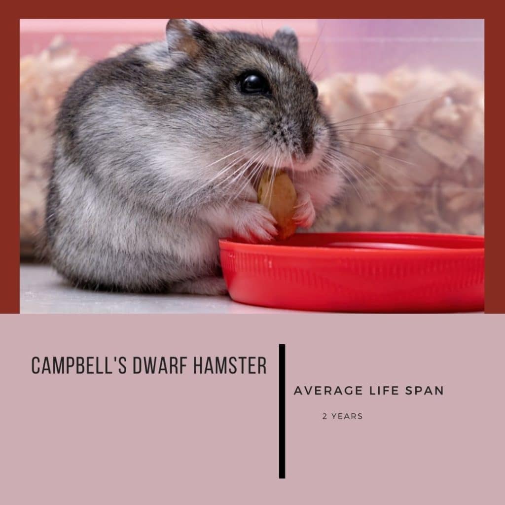 Campbell's dwarf hamster lifespan