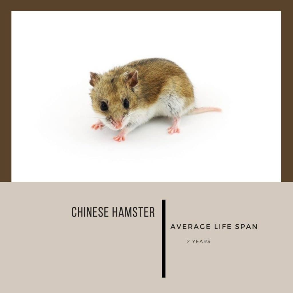 Chinese hamster lifespan