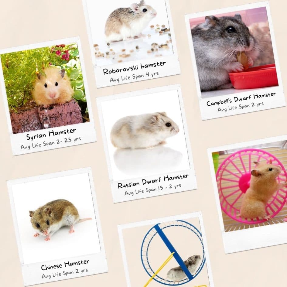 Hamster Lifespan: How Long do Hamsters Live?