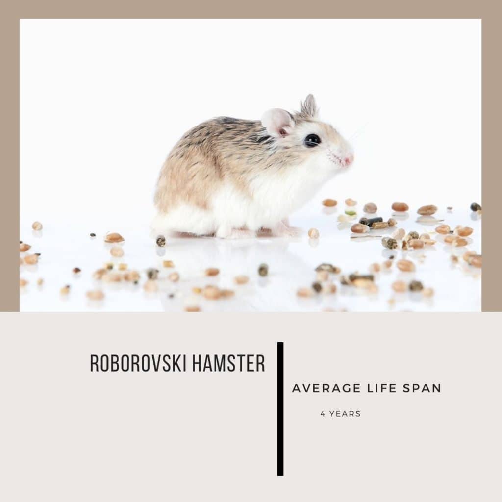 Roborovski hamster lifespan