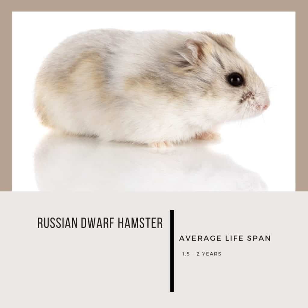 Russian hamster lifespan