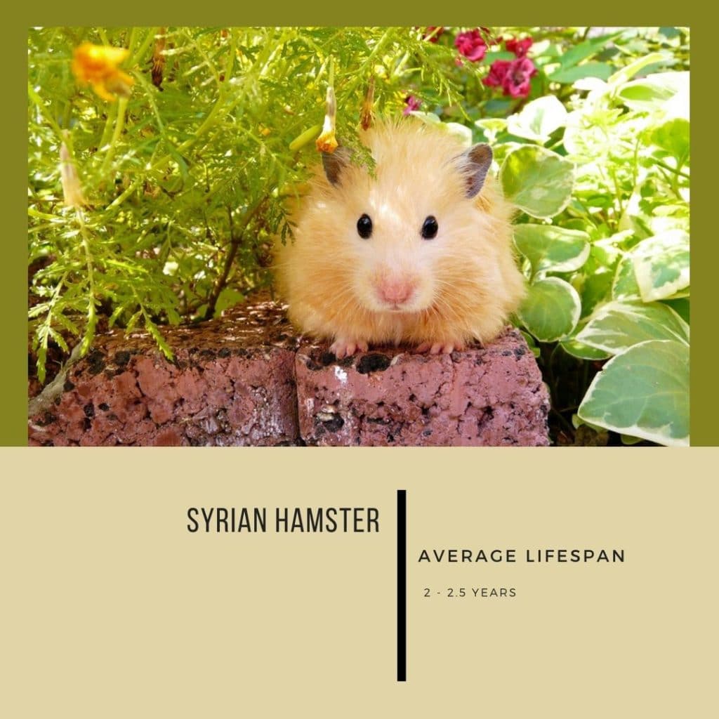 How Long Do Hamsters Live? Vet Reviewed Average Lifespan, Data & Care