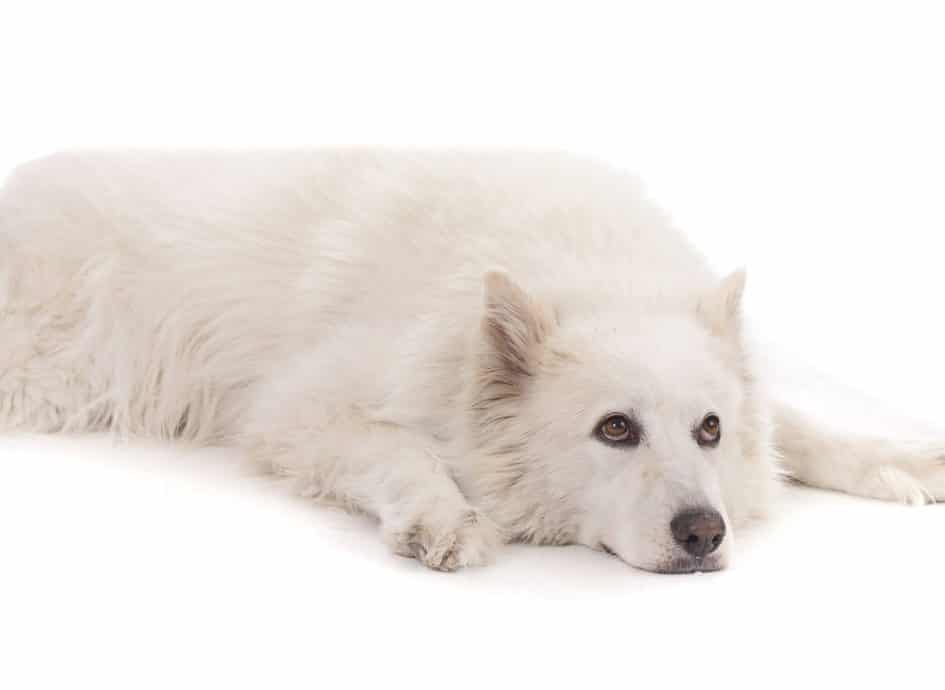 How to Teach Your Dog to Lay Down – 6 Tips