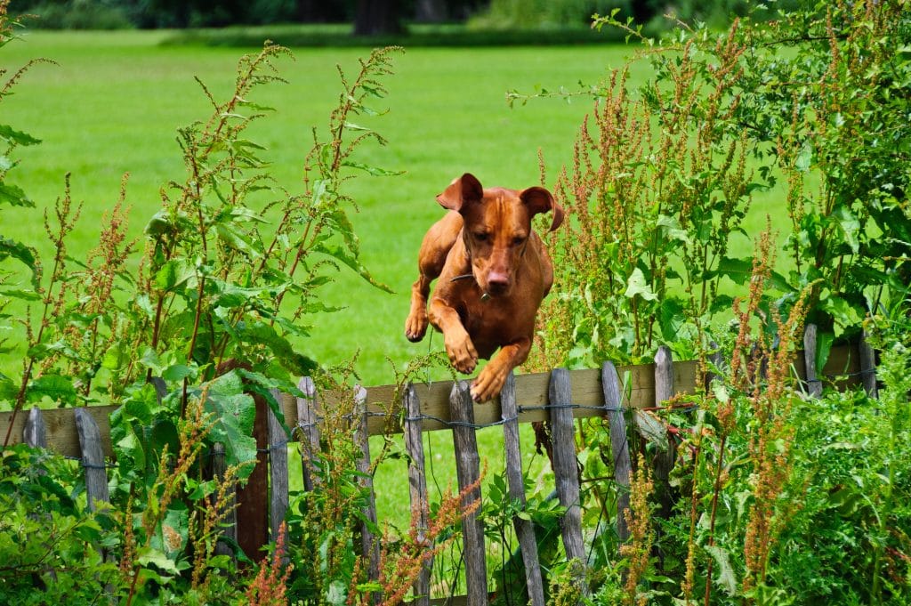 The Best In-Ground Dog Fence Reviews
