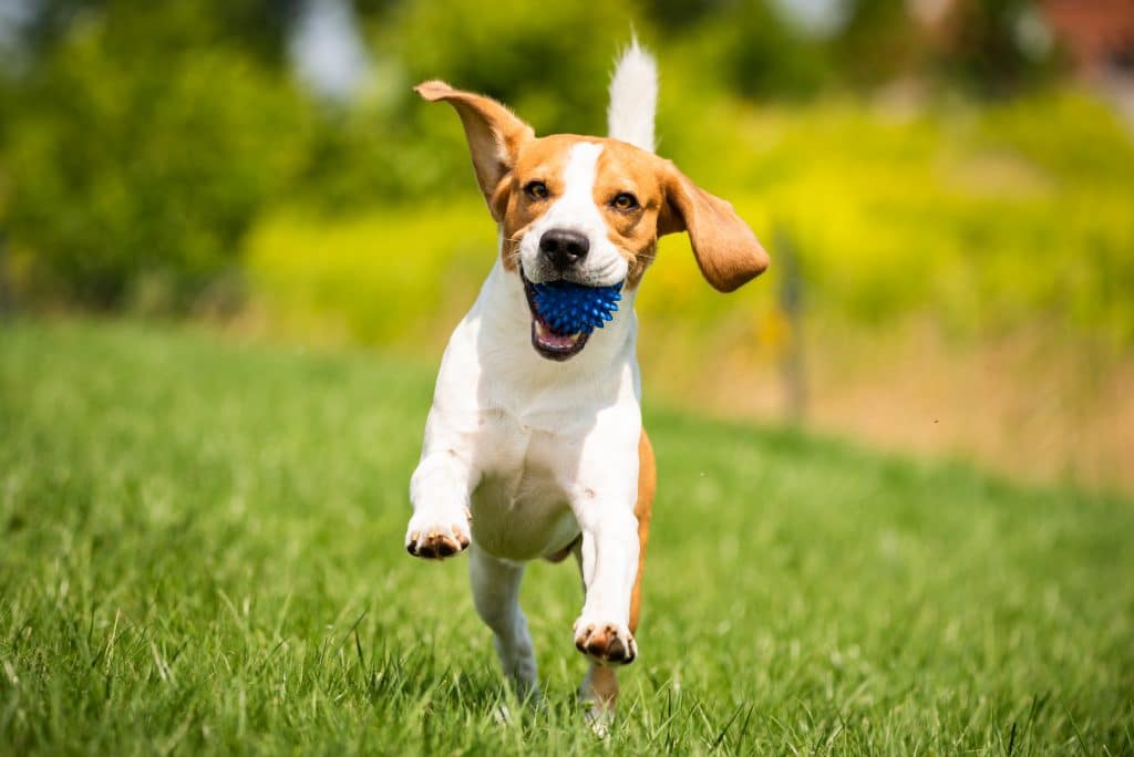 beagle Dog running away
