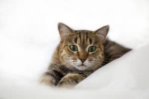 Appetite Loss In Cats: What Should You Do?