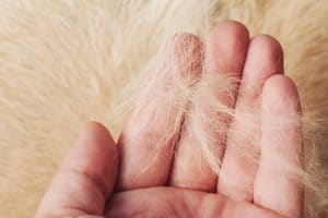 What are Some Natural Ways to Decrease Dog Shedding?