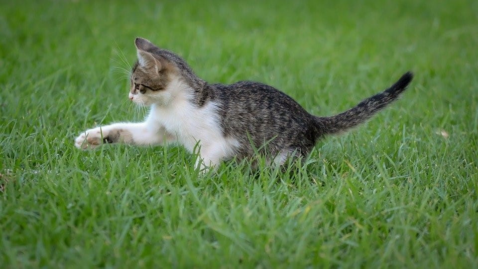 most-playful-cat-breeds