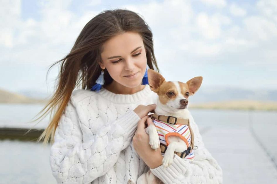 Everything You Need to Know About Caring for a Chihuahua