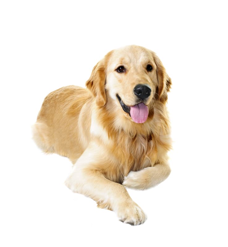 golden Retriever dog sitting on white background