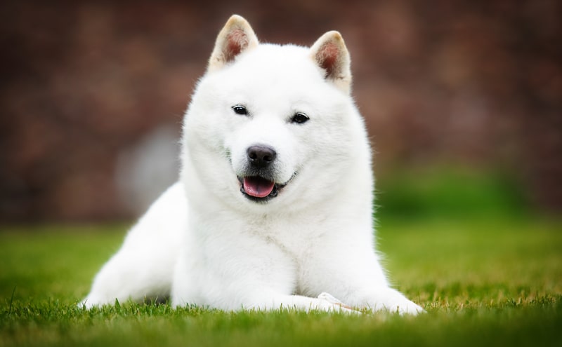 Hokkaido white Ken dog lying on green grass happily