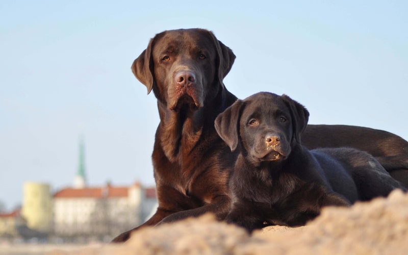 two blackish brown Labrador Retrievers dog breeds