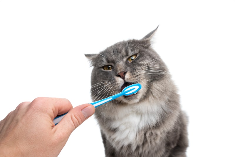 How to Brush Your Cat’s Teeth?