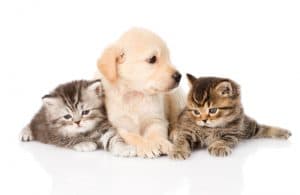 Keeping Your Puppies And Kittens Healthy Through Exercise