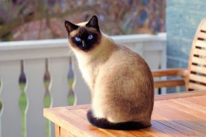 Siamese Cats – Origin, Temperament and Care Tips