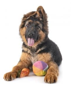 Training a German Shepherd Puppy | Everything You Need to Know