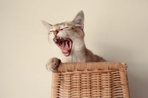 10 Vet Recommended Cat Dental Treats: Only the Best for Your Kitty!