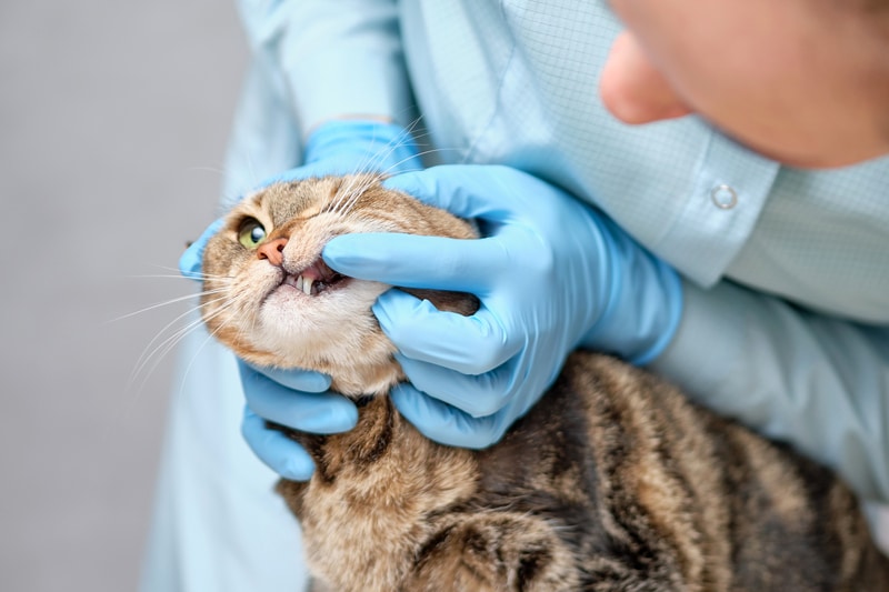 How Do Cats Act When They Have a Bad Tooth?