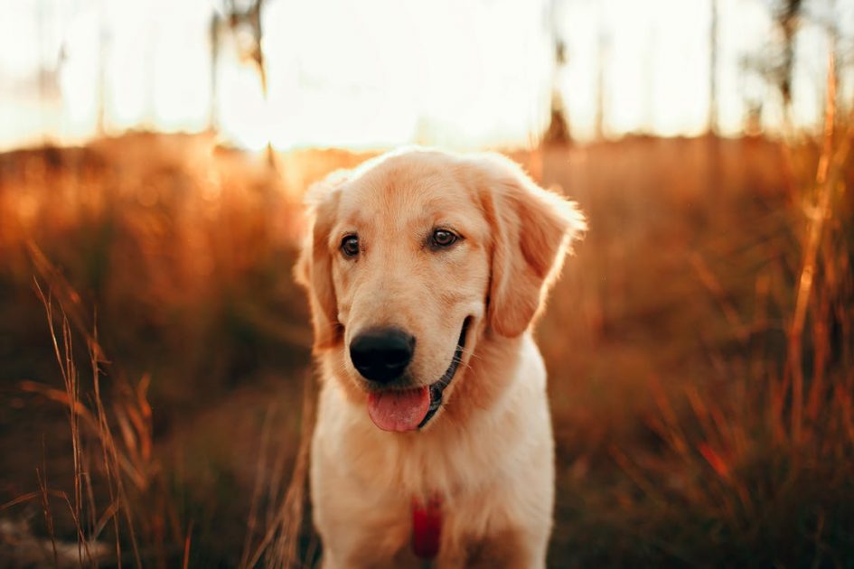 Dog Names Inspired By Nature