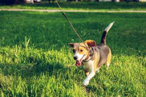 6 Everyday Habits That Help Keep Your Dog Healthy