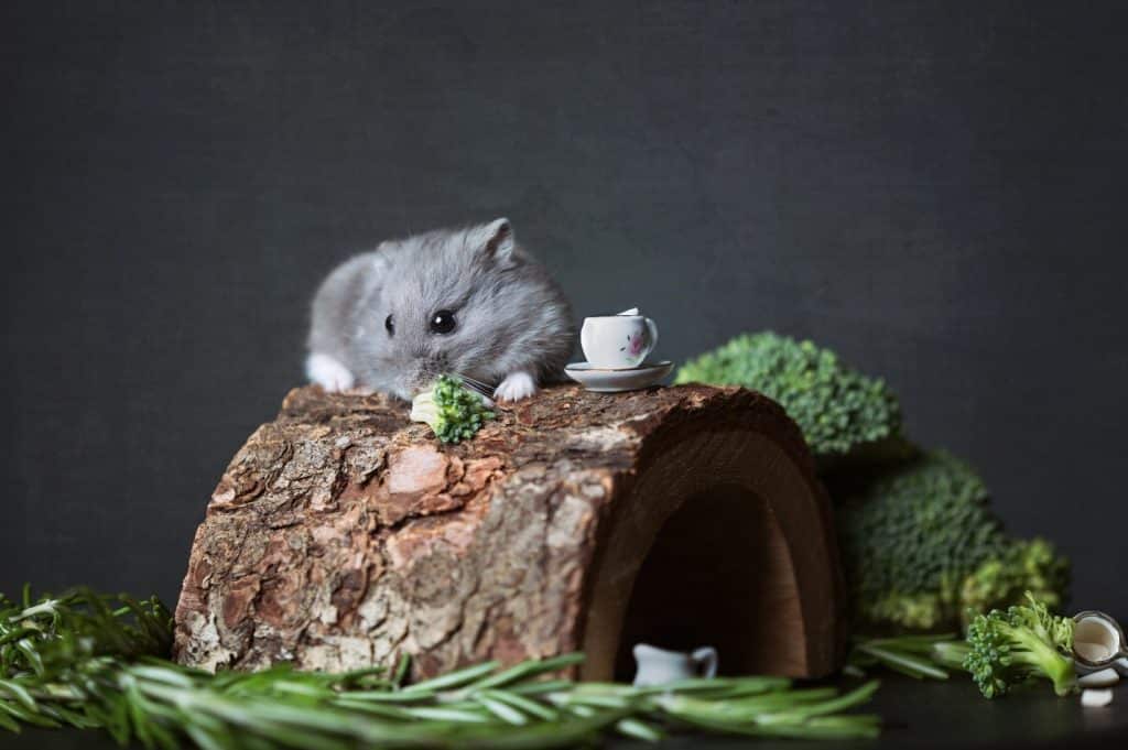 grey hamster sitting on wood house