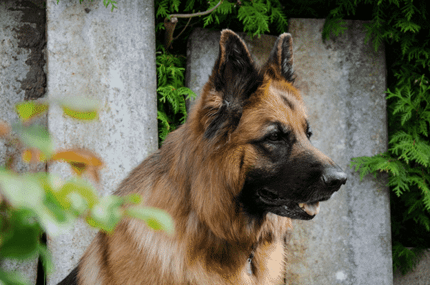 Why German Shepherd Dogs Make the Best Family Pets