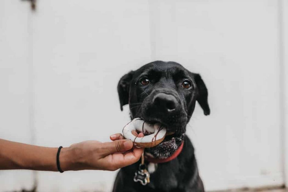 Dogs and Doughnuts | What Pooch Parents Need to Know