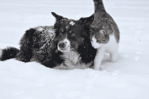 The Ultimate Winter Pet Care Guide