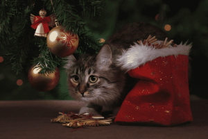 Dinner Ideas for Cats and Dogs – Christmas Special