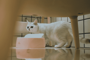 Do Self-Cleaning Cat Litter Boxes Really Work?