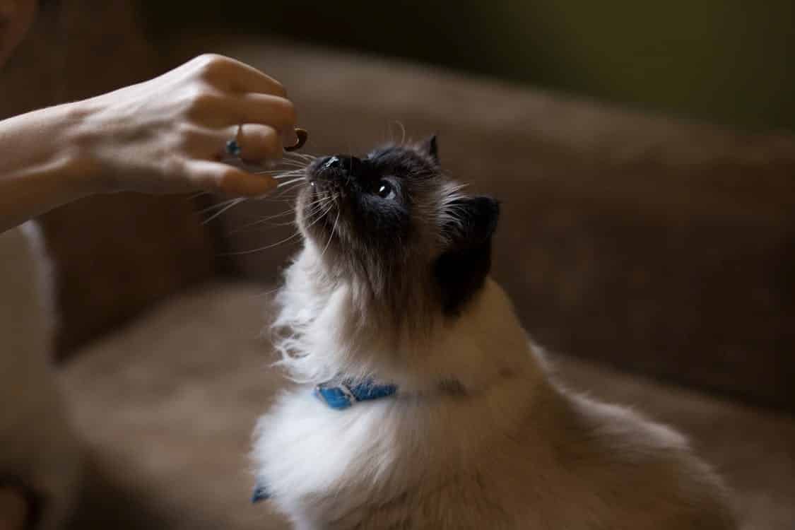 cat with blue leash getting chocolate from owner's hand