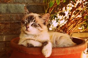 Most Popular Cat Breeds that are Easy to Pet