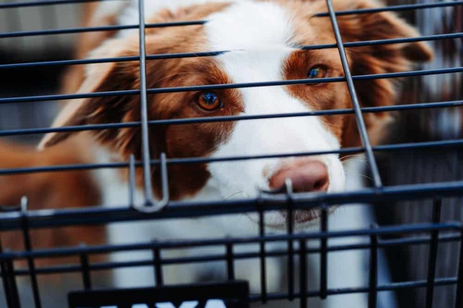 How to Crate Train Your Dog: Everything You Need to Know