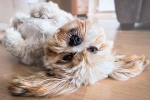 Why Is My Dog Not Eating – Causes and Solutions