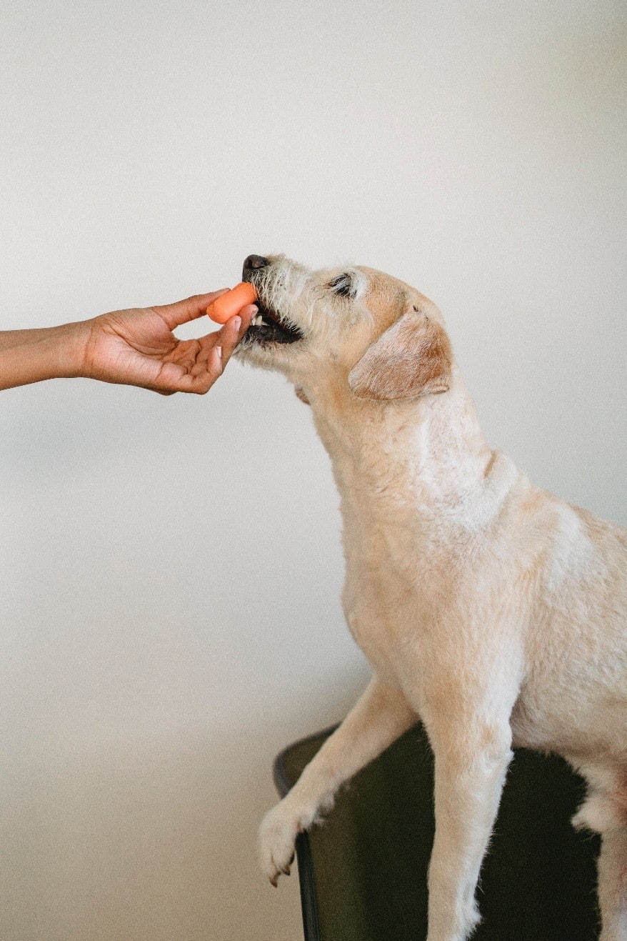 Can Dogs Eat Carrots? All you need to know