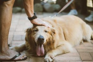 How to Make Better Choices for Your Dog’s Health: Caring for A Dog’s Health