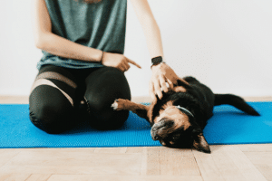 Housetraining Your Dog; The Ultimate Guide
