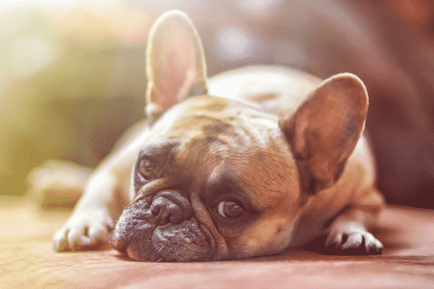 8 Signs to Help You Identify Your Dog Is in Pain