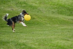 5 Fun Games to Play With Your Pooch