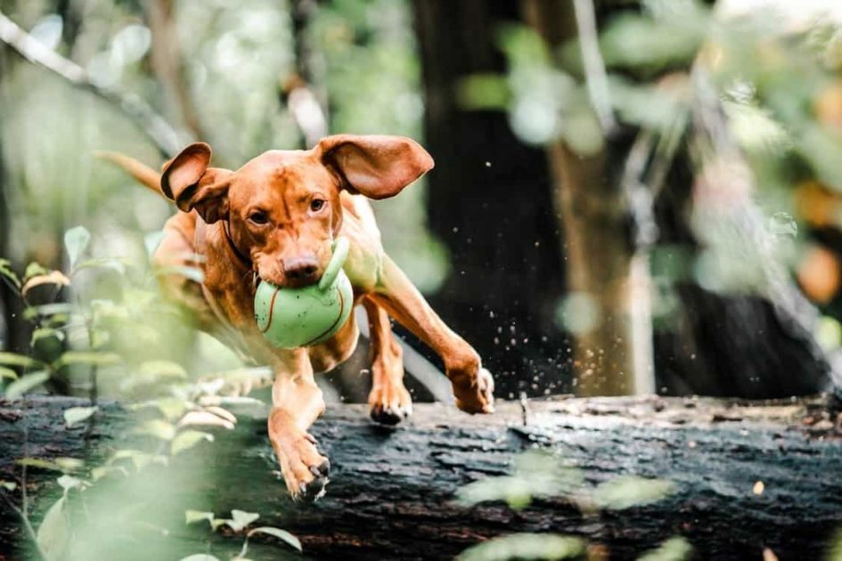 12 Best Interactive Toys for Your Furry Friend