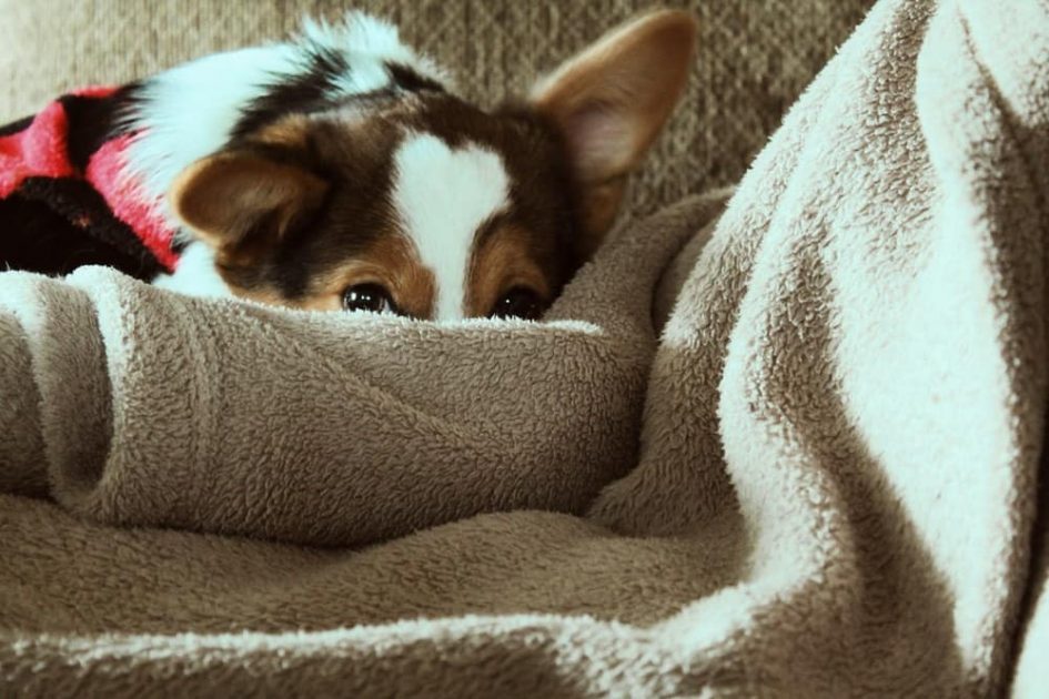 Should I Be Worried If My Dog Is Shivering, Shaking, or Trembling?
