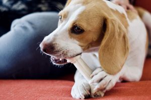 How to Spot Swollen Gums Disease in Dogs? 8 Simple Tips