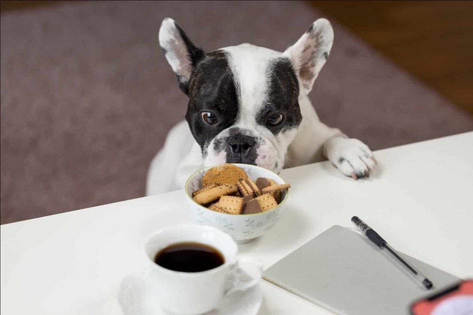 7 Ways You Can Help Your Dog Lose Weight